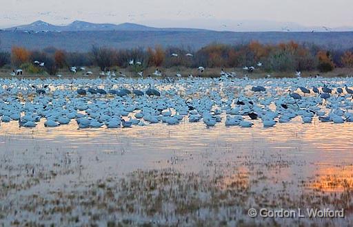 Bosque At Sunrise_72941.jpg - Photographed in the Bosque del Apache National Wildlife Refuge near San Antonio, New Mexico USA. 